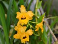 /album/podochileae/dendrobium-fimbriatum-jpg/